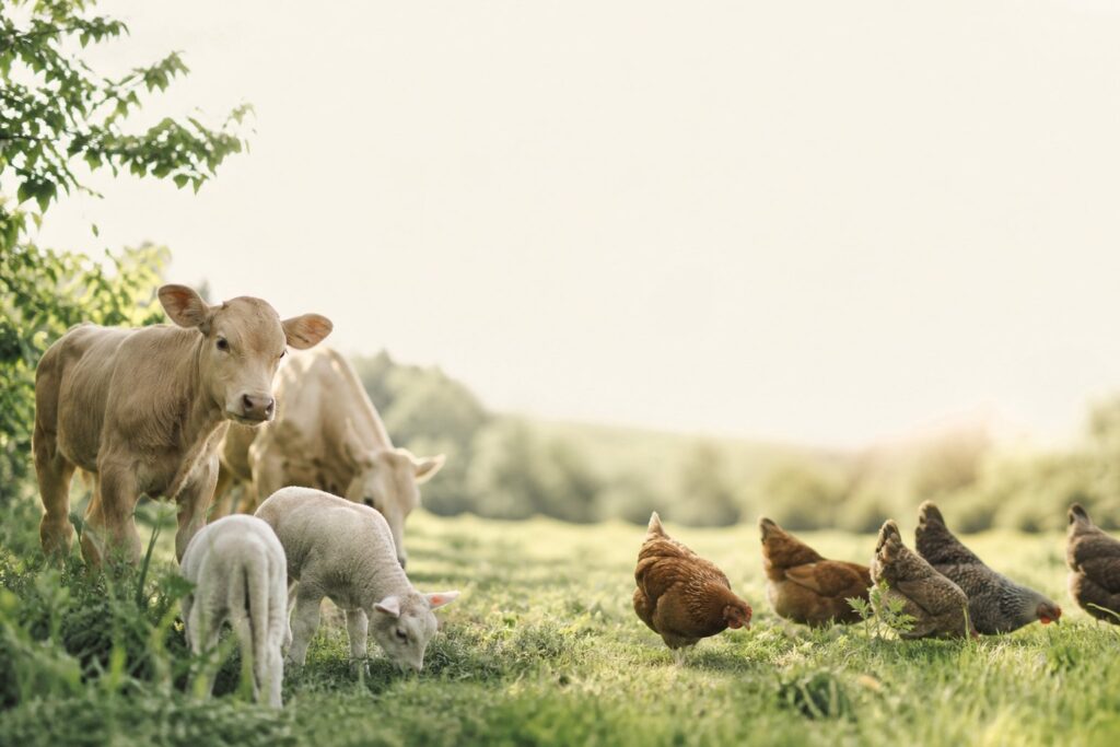 Article sur gmq : comprendre le gain moyen quotidien en élevage bio - illustration principale