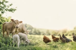 Article sur gmq : comprendre le gain moyen quotidien en élevage bio - illustration principale