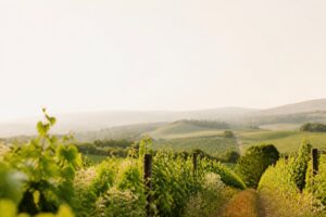 Article sur terroirs viticoles français : les régions incontournables pour le bio - illustration principale